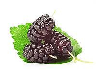 Group of mulberries with a leaves. Isolated on a white background [IBR124991161]