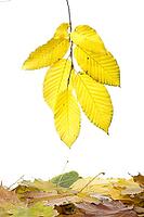 Lovely autumnal frame of leaves, for your design [IBR124991170]