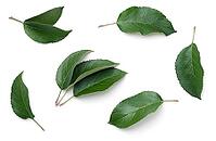 Apple leaves isolated on white background. Top view [IBR125000253]