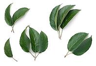 Apple leaves isolated on white background. Top view [IBR125000255]