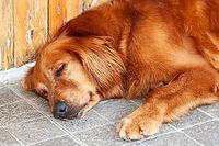 Young golden retriever (Canis lupus familiaris) sleeping [IBR125002273]