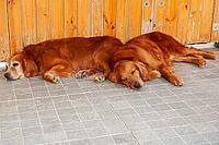 Young golden retriever (Canis lupus familiaris) sleeping [IBR125002274]