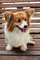 Young Pembroke Welsh Corgi, (Canis lupus familiaris) [IBR125002278]