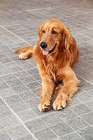 Young golden retriever (Canis lupus familiaris) [IBR125002279]