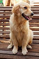 Young golden retriever (Canis lupus familiaris) [IBR125002282]