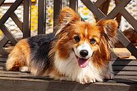 Young Pembroke Welsh Corgi, (Canis lupus familiaris) [IBR125002283]