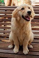 Young golden retriever (Canis lupus familiaris) [IBR125002284]