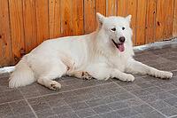 White Swiss Shepherd Dog, (Canis lupus familiaris) [IBR125002285]