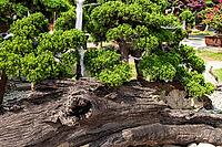 Japanese Garden, Dalat, Central Highlands, Vietnam [IBR125002299]