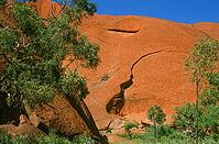 A close-up view of the rugged, massive red sandstone cliffs at the foot of Uluru (Ayers Rock) reveals the fascinating geological texture along the Uluru Base Walk in Uluru-Kata Tjuta National Park, the Red Centre, Northern Territory, Australia [IBR125002343]