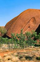 A close-up view of the rugged, massive red sandstone cliffs at the foot of Uluru (Ayers Rock) reveals the fascinating geological texture along the Uluru Base Walk in Uluru-Kata Tjuta National Park, the Red Centre, Northern Territory, Australia [IBR125002344]