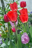 Red, white and purple tulips (Tulipa), Allgäu, Bavaria, Germany [IBR125002347]
