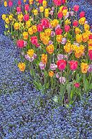 Red, yellow and purple tulips (Tulipa), and forest forget-me-not (Myosotis sylvatica), Kempten, Allgäu, Bavaria, Germany [IBR125002349]