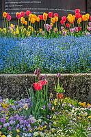 Red, yellow and purple tulips (Tulipa), and wood forget-me-not (Myosotis sylvatica), at the staircase, Kempten, Allgäu, Bavaria [IBR125002350]