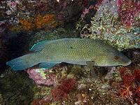 A black-throated wrasse (Labrus merula) beneath an overgrown reef, dive site in the Cap de Creus Marine Reserve, Rosas, Costa Brava, Spain, Mediterranean Sea [IBR125002352]