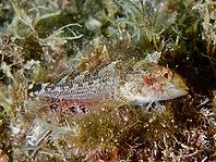 A brown fish with patterned scales, a female Black-faced blenny (Tripterygion delaisi), swimming over the seabed at the Cap de Creus Marine Reserve, Rosas, Costa Brava, Spain, Mediterranean Sea [IBR125002353]