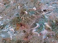 A grey-coloured fish with patterned scales, a female Black-faced blenny (Tripterygion delaisi), resting on the sand at the Cap de Creus Marine Reserve dive site, Rosas, Costa Brava, Spain, Mediterranean Sea [IBR125002354]