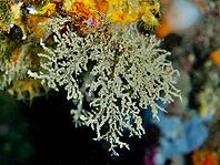 Common coral moss (Corallina officinalis), bryozoans, underwater, dive site at the Cap de Creus Marine Reserve, Rosas, Costa Brava, Spain, Mediterranean Sea [IBR125002355]