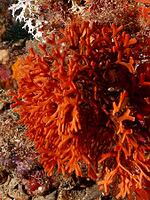 A bright orange bryozoan, the antler bryozoan (Smittina cervicornis), on the seabed, at the Cap de Creus Marine Reserve dive site, Rosas, Costa Brava, Spain, Mediterranean Sea [IBR125002356]