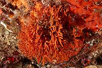 A antlered bryozoan (Smittina cervicornis), bryozoans, with complex structures in the sea, dive site at the Cap de Creus Marine Protected Area, Rosas, Costa Brava, Spain, Mediterranean Sea [IBR125002357]