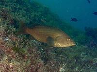 A large brown fish, a Goldblotch grouper (Epinephelus costae), swims along the coastal slope, dive site: Cap de Creus Marine Reserve, Rosas, Costa Brava, Spain, Mediterranean Sea [IBR125002359]