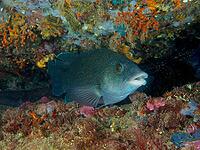 A black wrasse (Labrus merula) swims through a teeming reef, surrounded by marine life, at the Cap de Creus Marine Reserve dive site, Rosas, Costa Brava, Spain, Mediterranean Sea [IBR125002360]