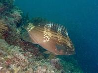 A brown fish with pale stripes, the goldblotch grouper (Epinephelus costae), swims near the reef at the Cap de Creus Marine Reserve dive site, Rosas, Costa Brava, Spain, Mediterranean Sea [IBR125002362]