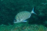 Silver-grey grey mullet (Diplodus sargus) swimming in calm, blue underwater surroundings, dive site: Cap de Creus Marine Protected Area, Rosas, Costa Brava, Spain, Mediterranean Sea [IBR125002363]