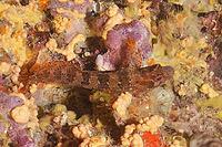 A patterned fish, the Tompot blenny (Parablennius gattorugine), against a colourful background, dive site: Cap de Creus Marine Reserve, Rosas, Costa Brava, Spain, Mediterranean Sea [IBR125002364]