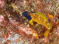 Two fish, Black-faced blenny (Tripterygion delaisi), a male and a female, hidden amongst the seaweed, one yellow and black in colour, dive site: Cap de Creus Marine Reserve, Rosas, Costa Brava, Spain, Mediterranean Sea [IBR125002365]