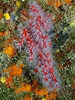 Red coral (Corallium rubrum) in an underwater reef, dive site: Cap de Creus Marine Reserve, Rosas, Costa Brava, Spain, Mediterranean Sea [IBR125002366]