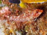 A reddish fish with transparent fins, a female Black-faced blenny (Tripterygion delaisi), on the seabed, at the Cap de Creus Marine Reserve dive site, Rosas, Costa Brava, Spain, Mediterranean Sea [IBR125002367]