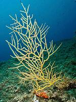 Large yellow gorgonian (Eunicella cavolinii) in a clear blue underwater setting, dive site: Cap de Creus Marine Reserve, Rosas, Costa Brava, Spain, Mediterranean Sea [IBR125002369]