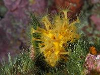 Yellow cluster anemone (Parazoanthus axinellae) on green algae growth against a pink rock face, dive site: Cap de Creus Marine Reserve, Rosas, Costa Brava, Spain, Mediterranean Sea [IBR125002370]