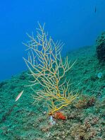 Yellow gorgonian (Eunicella cavolinii) on the seabed against a blue water background, dive site: Cap de Creus Marine Reserve, Rosas, Costa Brava, Spain, Mediterranean Sea [IBR125002371]
