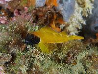 Black-faced blenny (Tripterygion delaisi) with a black mark on its head amongst seaweed, dive site in the Cap de Creus Marine Protected Area, Rosas, Costa Brava, Spain, Mediterranean Sea [IBR125002372]