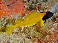 Black-faced blenny (Tripterygion delaisi) with a black head next to an orange sea sponge, dive site: Cap de Creus Marine Reserve, Rosas, Costa Brava, Spain, Mediterranean Sea [IBR125002375]