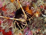 A European spiny crayfish (Palinurus elephas) hides in a colourful underwater cave covered in seaweed, at the Cap de Creus Marine Reserve dive site, Rosas, Costa Brava, Spain, Mediterranean Sea [IBR125002378]