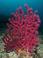 A red, violescent sea-whip (Paramuricea clavata) rises against a deep blue underwater backdrop, dive site: Cap de Creus Marine Reserve, Rosas, Costa Brava, Spain, Mediterranean Sea [IBR125002379]