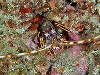 European spiny crayfish (Palinurus elephas) amongst sea sponges and seaweed in a colourful underwater world, dive site at the Cap de Creus Marine Reserve, Rosas, Costa Brava, Spain, Mediterranean Sea [IBR125002380]