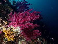 A vibrant coral reef teeming with red, violescent sea-whips (Paramuricea clavata) and fish in blue water, dive site: Cap de Creus Marine Reserve, Rosas, Costa Brava, Spain, Mediterranean Sea [IBR125002381]