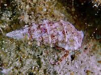 A hermit crab (Clibanarius erythropus) with a patterned shell crawls across a sandy seabed, dive site: Cap de Creus Marine Reserve, Rosas, Costa Brava, Spain, Mediterranean Sea [IBR125002382]