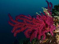 A red, violescent sea-whip (Paramuricea clavata) spreads out in the deep blue of the sea, at the Cap de Creus Marine Reserve dive site, Rosas, Costa Brava, Spain, Mediterranean Sea [IBR125002383]