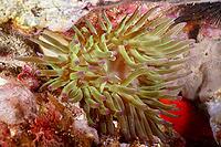 Green sea anemone with purple tips, rock gold rose (Cribrinopsis crassa), in a colourful reef, dive site at the Cap de Creus Marine Reserve, Rosas, Costa Brava, Spain, Mediterranean Sea [IBR125002384]