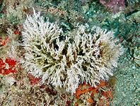 A white filigree tube worm (Filograna implexa) unfurls amidst the underwater sandy seabed, dive site in the Cap de Creus Marine Reserve, Rosas, Costa Brava, Spain, Mediterranean Sea [IBR125002385]