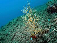 Yellow gorgonian (Eunicella cavolinii) on an underwater rock. A tranquil marine atmosphere, dive site: Cap de Creus Marine Reserve, Rosas, Costa Brava, Spain, Mediterranean Sea [IBR125002386]