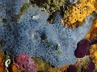 Close-up of a blue crust sponge (Phorbas tenacior) with a blue texture, dive site: Cap de Creus Marine Protected Area, Rosas, Costa Brava, Spain, Mediterranean Sea [IBR125002387]