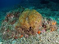 A sea sponge, the brown leather sponge (Ircinia fasciculata), on the seabed, surrounded by seaweed and rocks, dive site: Cap de Creus Marine Reserve, Rosas, Costa Brava, Spain, Mediterranean Sea [IBR125002388]