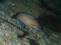 A brown Phycis phycis swimming near a rocky seabed, dive site at the Cap de Creus Marine Reserve, Rosas, Costa Brava, Spain, Mediterranean Sea [IBR125002391]