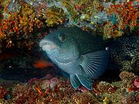 A black-throated wrasse (Labrus merula) swims in a colourful reef at the Cap de Creus Marine Reserve dive site, Rosas, Costa Brava, Spain, Mediterranean Sea [IBR125002393]
